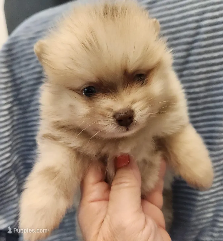 Teddy – Pomeranian puppy for sale in Belton, TX