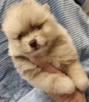 Teddy, a male Pomeranian for sale in Belton, TX – Photo 2 of 4