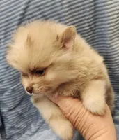 Teddy, a male Pomeranian for sale in Belton, TX – Photo 3 of 4