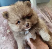 Teddy Bear, a male Pomeranian for sale in Belton, TX – Photo 1 of 3
