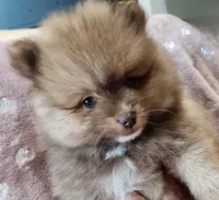 Teddy Bear, a male Pomeranian for sale in Belton, TX – Photo 2 of 3