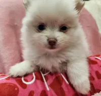 Snookie, a female Pomeranian for sale in Belton, TX – 4 of 5