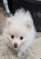 Snookie , a female Pomeranian for sale in Belton, TX – 3 of 3