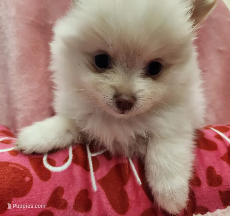 Snookie – Pomeranian puppy for sale in Belton, TX