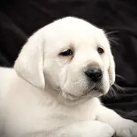 Gemma, a female Labrador Retriever for sale in Elizabethville, PA – Photo 5 of 6