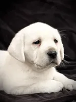 processed/fb23900e-aa3f-467c-b3a0-c8419c6549da/listing/0eff1e3c-4ba0-4ac5-b3b0-af33720fca57/22f55345-3de5-4aa2-b192-d89e6126048c