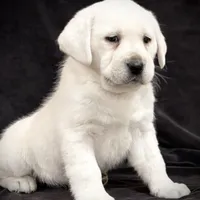 Gemma, a female Labrador Retriever for sale in Elizabethville, PA – Photo 1 of 6