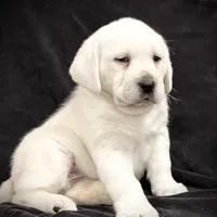 Gemma, a female Labrador Retriever for sale in Elizabethville, PA – Photo 3 of 6