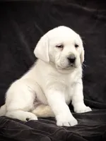 processed/fb23900e-aa3f-467c-b3a0-c8419c6549da/listing/0eff1e3c-4ba0-4ac5-b3b0-af33720fca57/9c46f6f3-32e8-4741-9c40-86e835de06dc