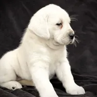 Gemma, a female Labrador Retriever for sale in Elizabethville, PA – Photo 4 of 6