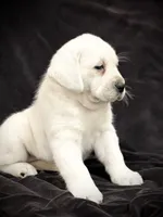 processed/fb23900e-aa3f-467c-b3a0-c8419c6549da/listing/0eff1e3c-4ba0-4ac5-b3b0-af33720fca57/b8126db5-ff8e-4e81-951b-456c50be1566