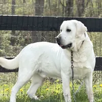 Ginger, a female Labrador Retriever for sale in Elizabethville, PA – Photo 6 of 6
