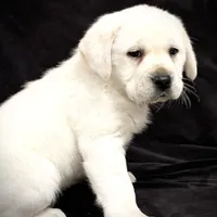 Ginger, a female Labrador Retriever for sale in Elizabethville, PA – Photo 3 of 6