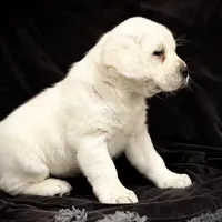 Ginger, a female Labrador Retriever for sale in Elizabethville, PA – Photo 5 of 6