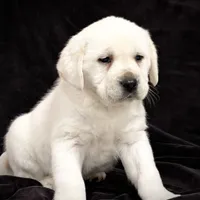 Ginger, a female Labrador Retriever for sale in Elizabethville, PA – Photo 2 of 6