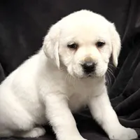 Ginger, a female Labrador Retriever for sale in Elizabethville, PA – Photo 4 of 6