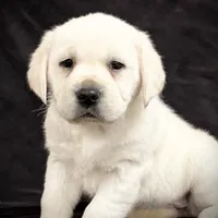 Ginger, a female Labrador Retriever for sale in Elizabethville, PA – Photo 1 of 6