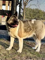 Mocha, a female Akita for sale in Elizabethville, PA – 2 of 3