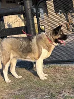 Mocha, a female Akita for sale in Elizabethville, PA – 3 of 3
