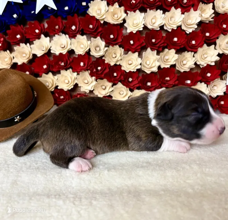 betsy ross – Cardigan Welsh Corgi puppy for sale in Kempner, TX