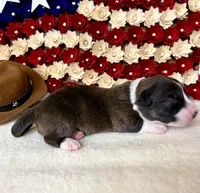 betsy ross, a female Cardigan Welsh Corgi for sale in Kempner, TX – 1 of 1