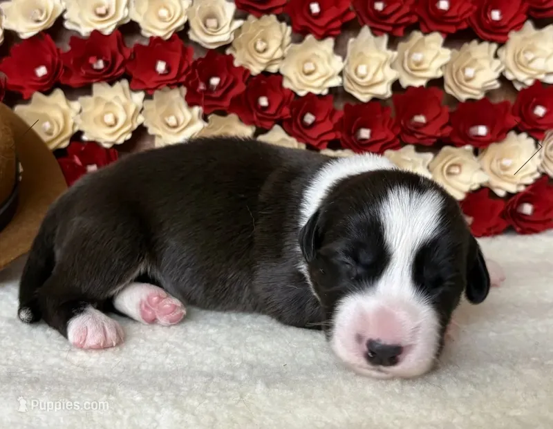 Star – Cardigan Welsh Corgi puppy for sale in Kempner, TX