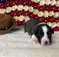sweets, a female Cardigan Welsh Corgi for sale in Kempner, TX – 1 of 1