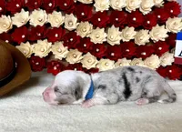 Brisket, a male Cardigan Welsh Corgi for sale in Kempner, TX – 1 of 1