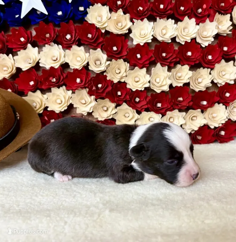 saucy – Cardigan Welsh Corgi puppy for sale in Kempner, TX