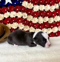 saucy, a female Cardigan Welsh Corgi for sale in Kempner, TX – 1 of 1