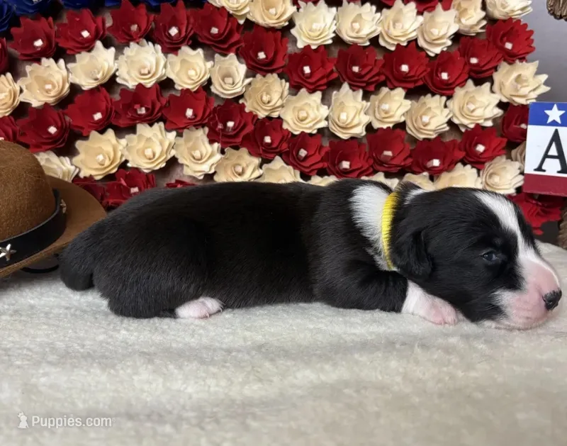 sunny – Cardigan Welsh Corgi puppy for sale in Kempner, TX