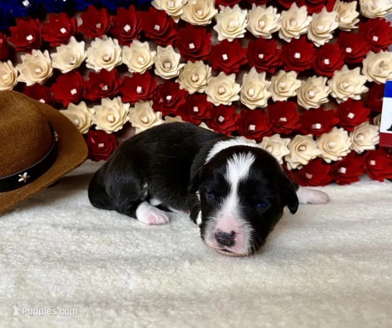 Beans – Cardigan Welsh Corgi puppy for sale in Kempner, TX