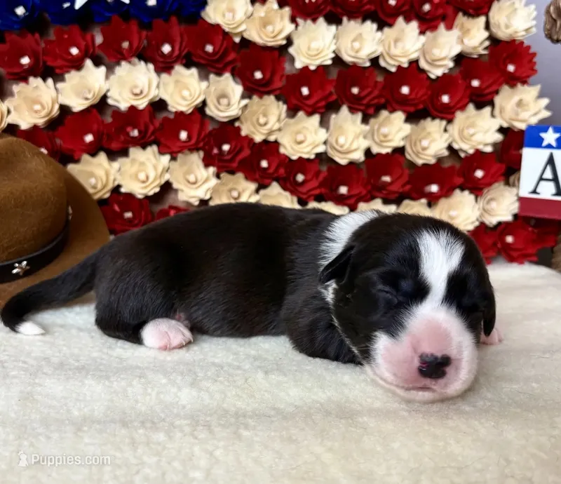 thomas jefferson – Cardigan Welsh Corgi puppy for sale in Kempner, TX