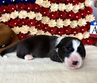 thomas jefferson, a male Cardigan Welsh Corgi for sale in Kempner, TX – 1 of 1