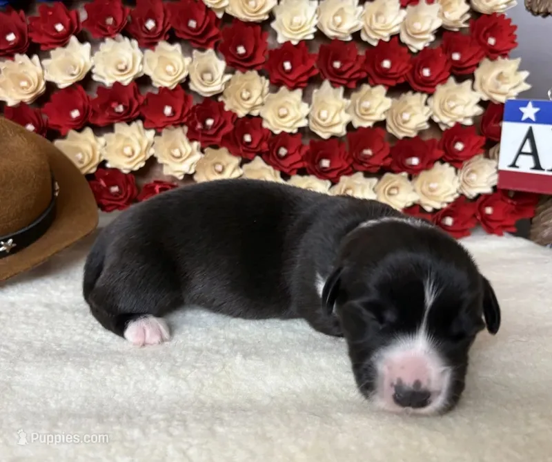george washington – Cardigan Welsh Corgi puppy for sale in Kempner, TX