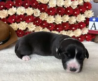 george washington, a male Cardigan Welsh Corgi for sale in Kempner, TX – 1 of 1