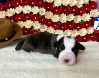 liberty, a female Cardigan Welsh Corgi for sale in Kempner, TX – 1 of 1