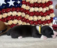 independence, a female Cardigan Welsh Corgi for sale in Kempner, TX – 1 of 1