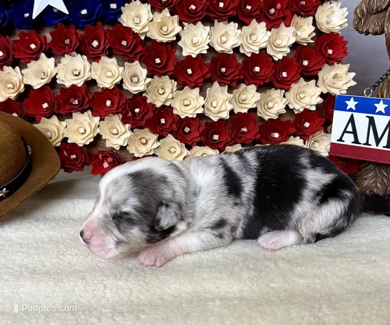S'more – Cardigan Welsh Corgi puppy for sale in Kempner, TX