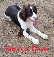 Famous Dave's, a male English Springer Spaniel for sale in Newfolden, MN – 4 of 4