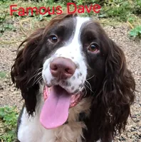 Famous Dave's, a male English Springer Spaniel for sale in Newfolden, MN – 3 of 4