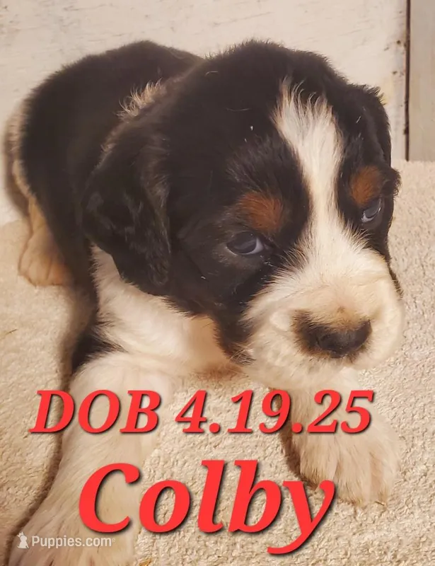 Colby, a male English Springer Spaniel for sale in Newfolden, MN – 1 of 1