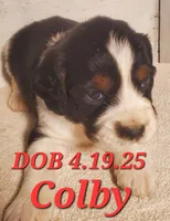 Colby, a male English Springer Spaniel for sale in Newfolden, MN – 1 of 1