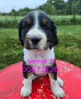 Vonnie , a female English Springer Spaniel for sale in Newfolden, MN – 1 of 1