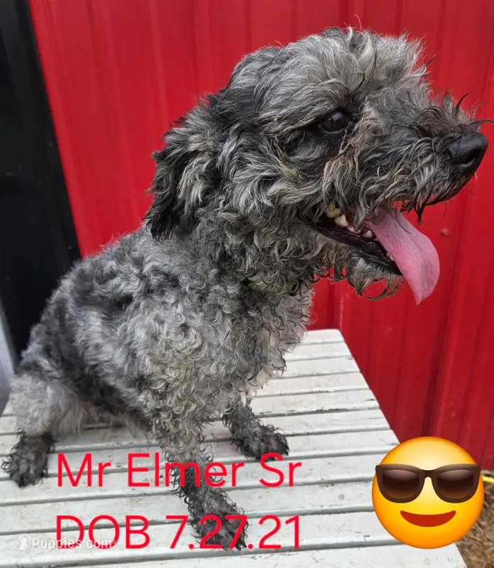 Elmer  – Poodle - Miniature  puppy for sale in Newfolden, MN