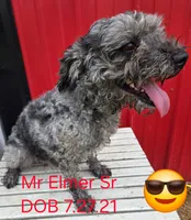 Elmer , a male Poodle - Miniature  for sale in Newfolden, MN – 1 of 1