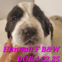 Hannah, a female English Springer Spaniel for sale in Newfolden, MN – Photo 1 of 2
