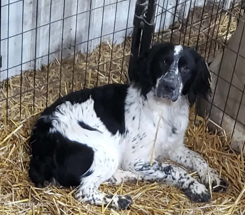 Hannah – English Springer Spaniel puppy for sale in Newfolden, MN