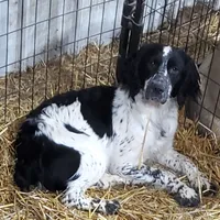 Hannah, a female English Springer Spaniel for sale in Newfolden, MN – Photo 2 of 2
