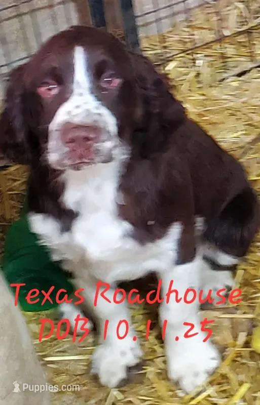 Texas Roadhouse – English Springer Spaniel puppy for sale in Newfolden, MN